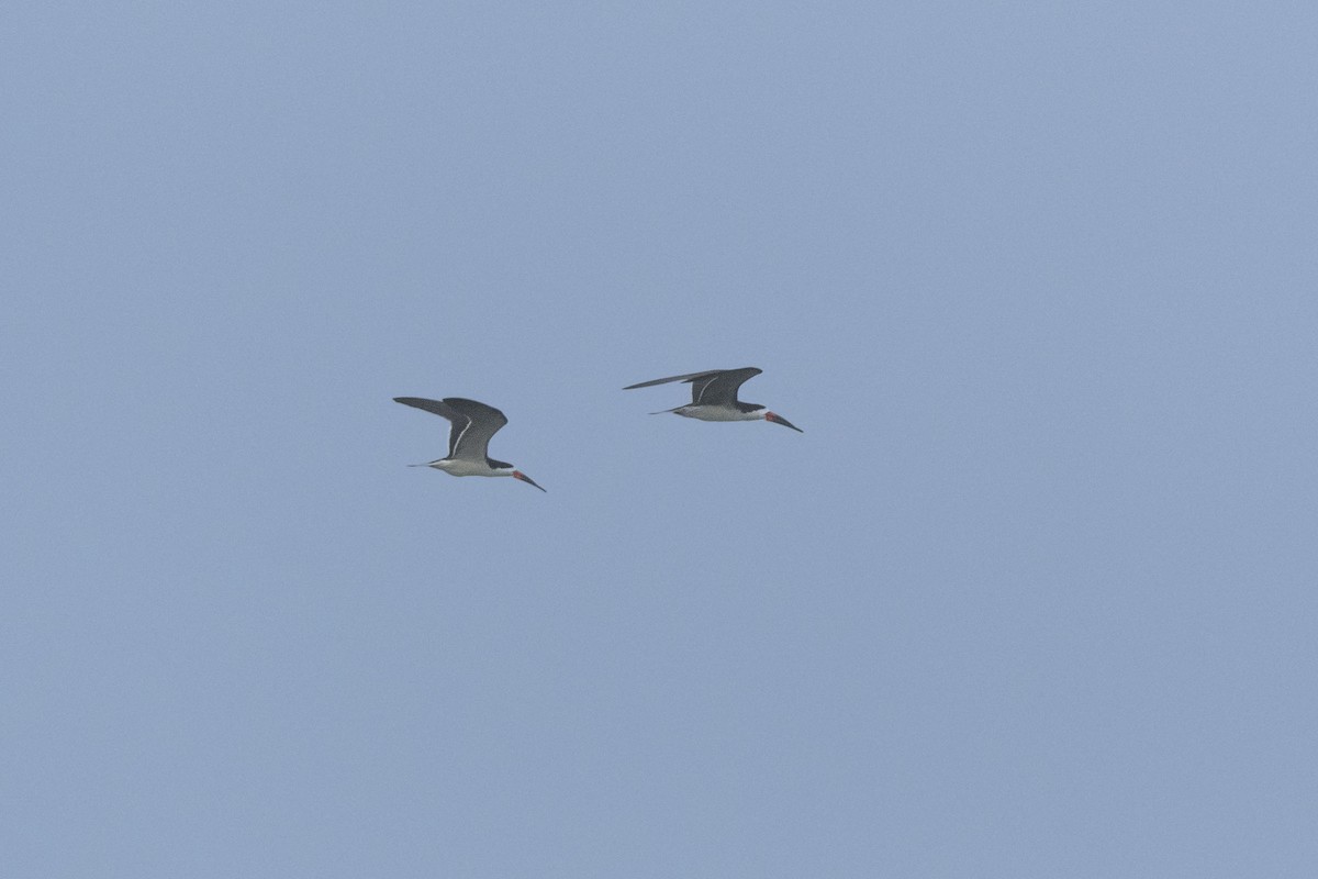 Black Skimmer - ML639792376