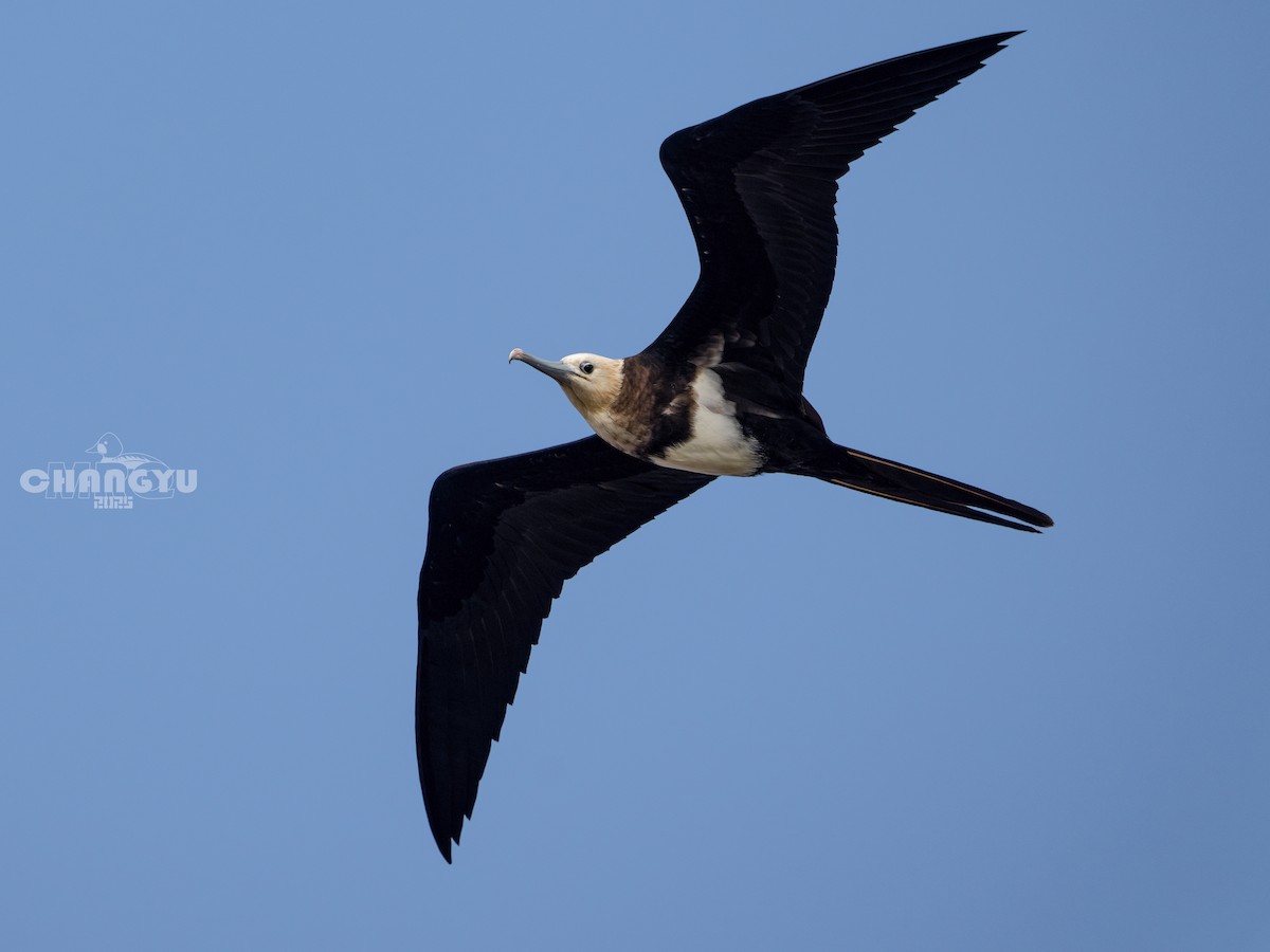 Lesser Frigatebird - ML639792382