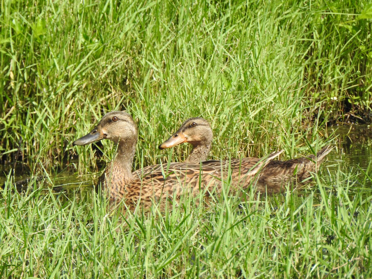 Mallard x Mottled Duck (hybrid) - ML639792387