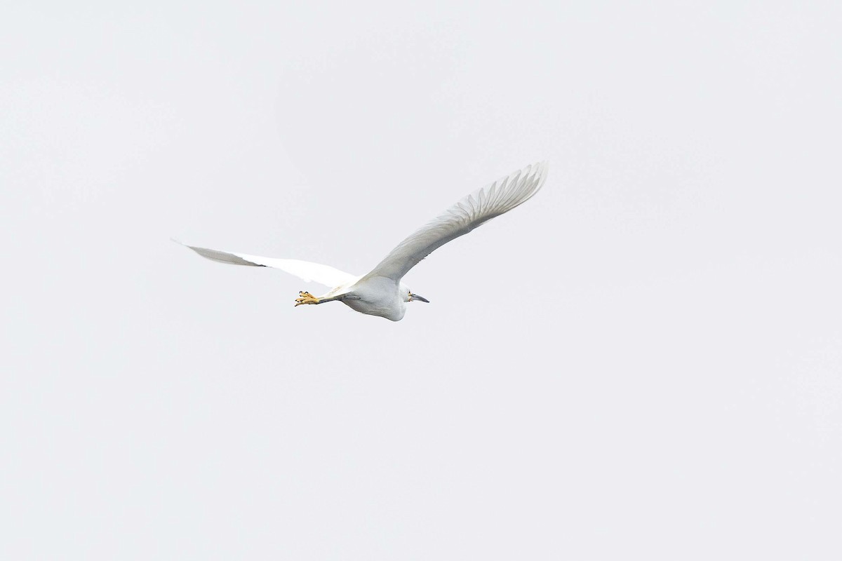 Snowy Egret - ML639792416
