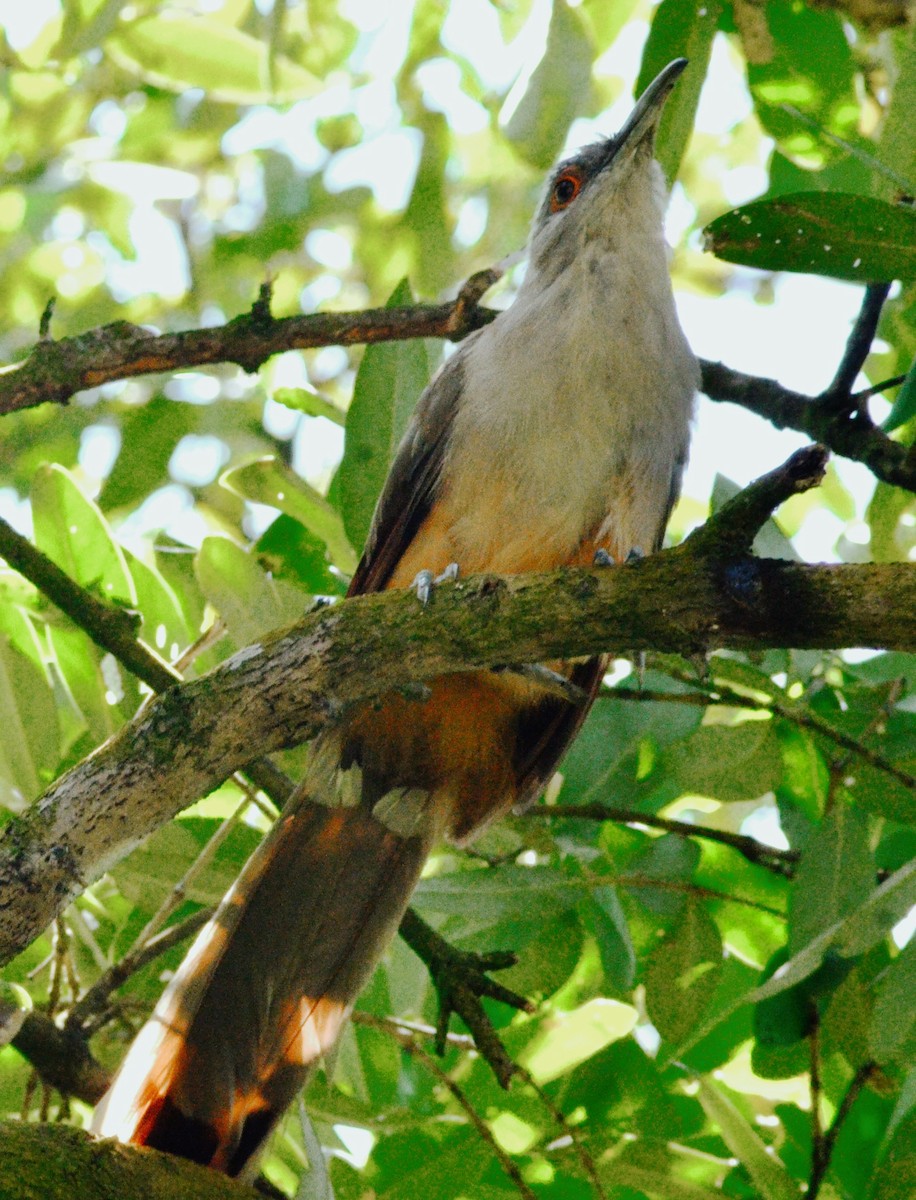 Great Lizard-Cuckoo - ML639792490