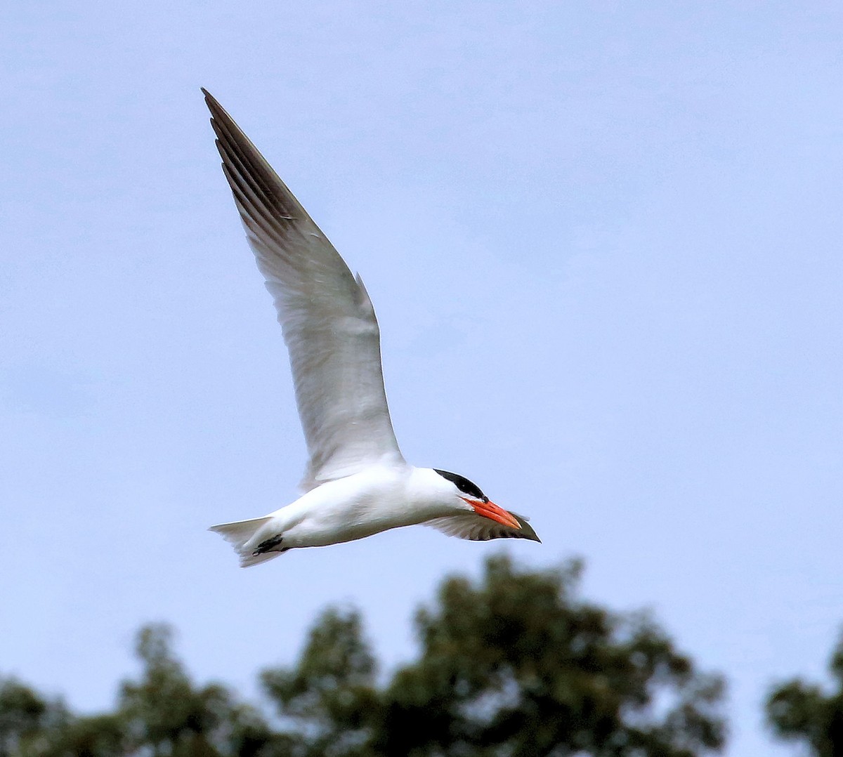 Caspian Tern - ML639792499