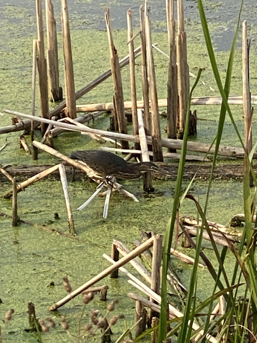 volavka zelenavá - ML639792529