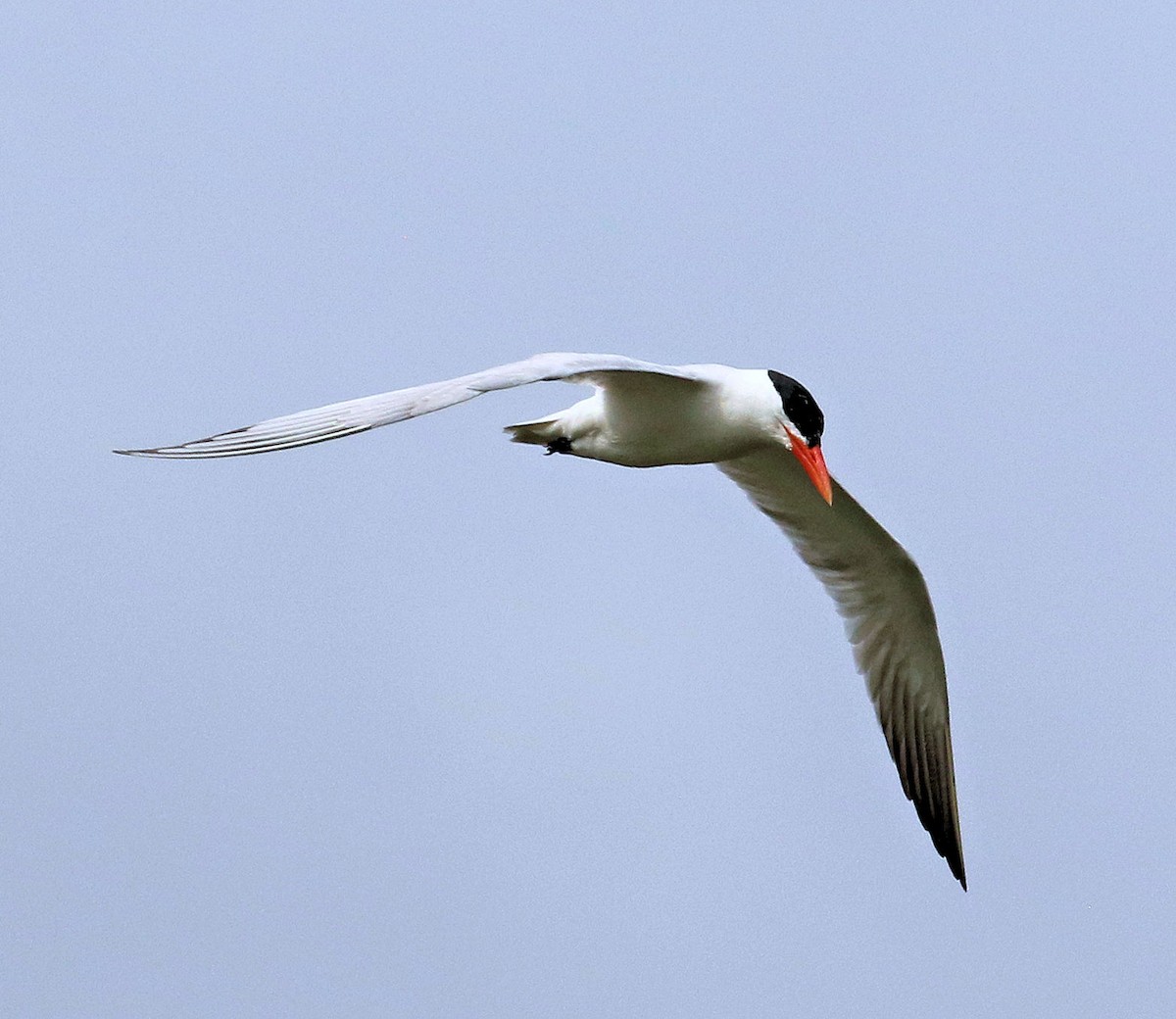 Caspian Tern - ML639792534