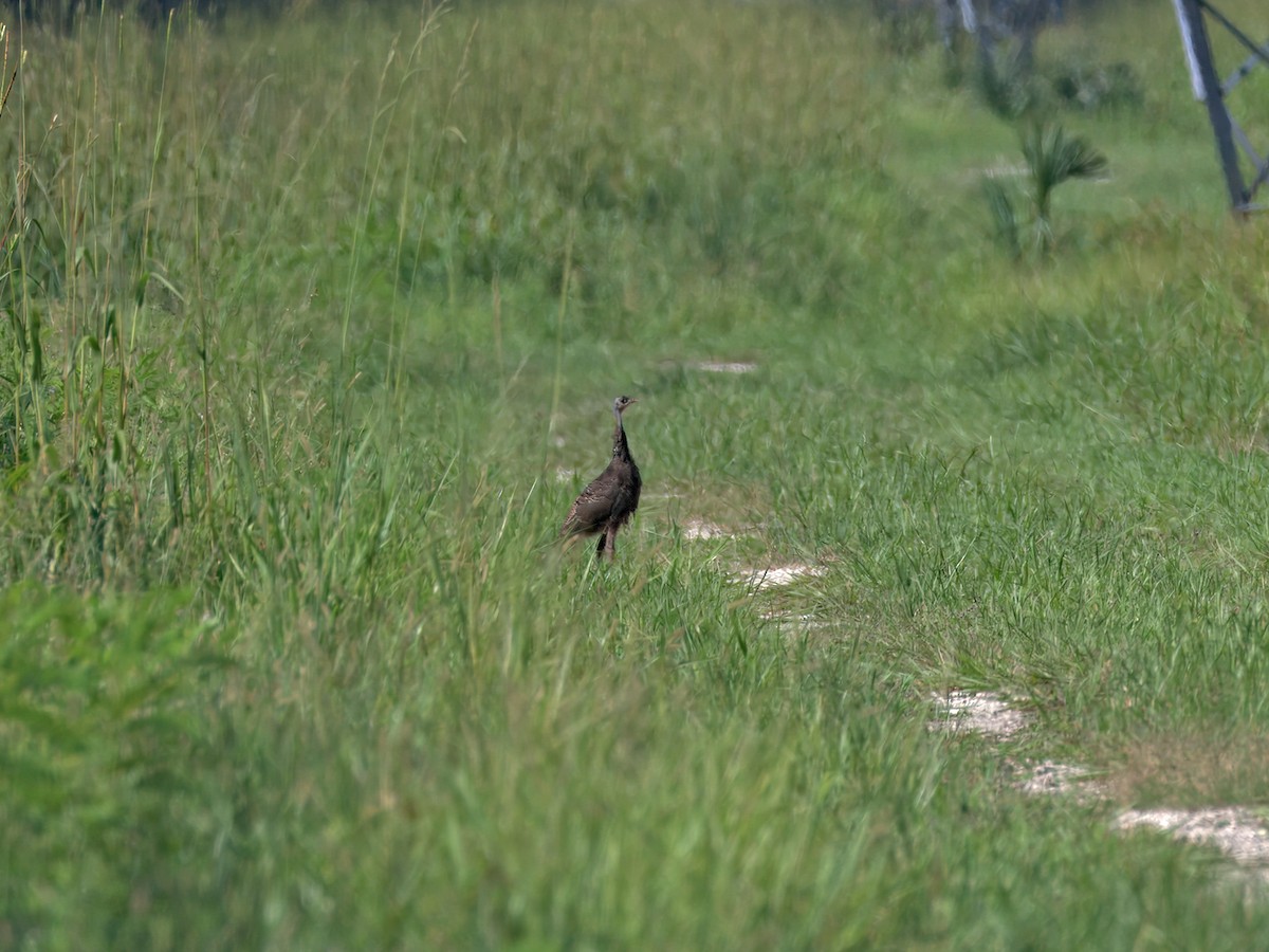 Wild Turkey - ML639792543
