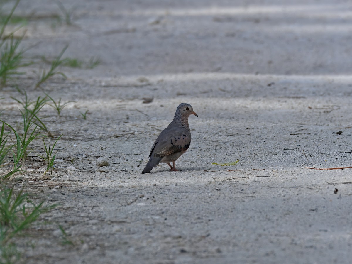 Common Ground Dove - ML639792546