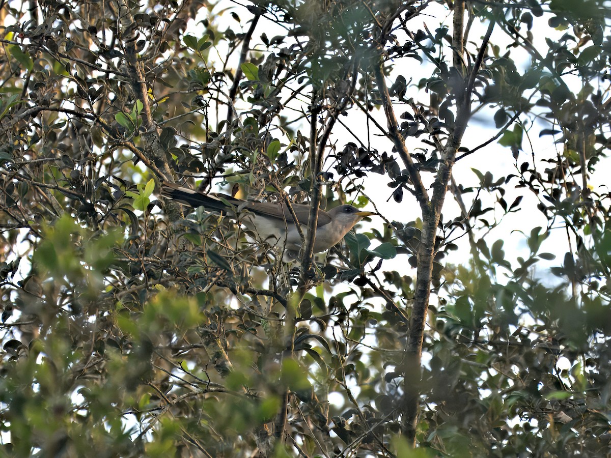Yellow-billed Cuckoo - ML639792559