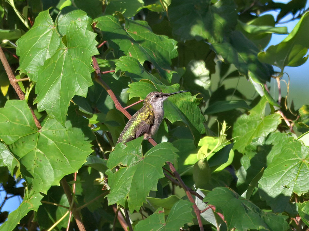 Ruby-throated Hummingbird - ML639792580