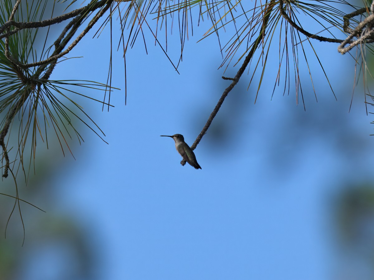 Ruby-throated Hummingbird - ML639792581