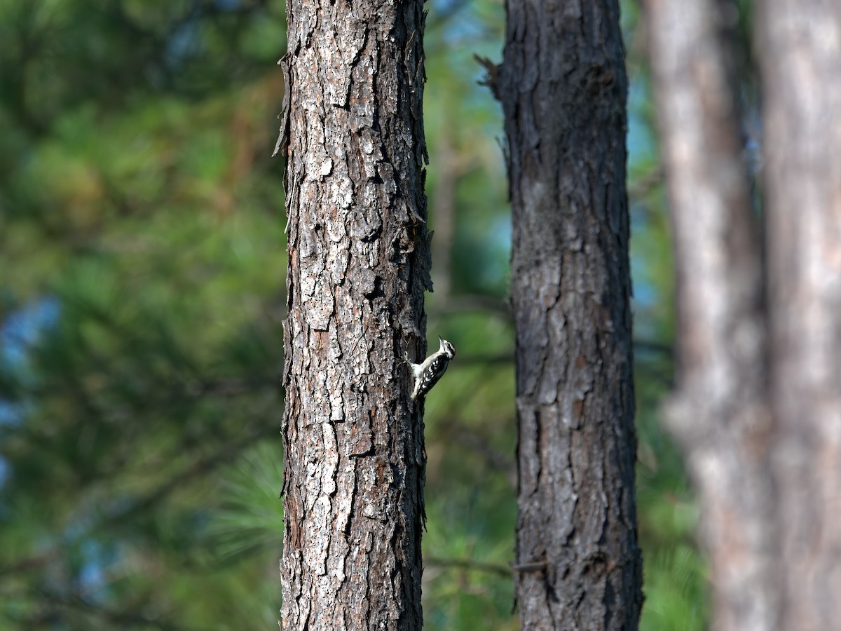 Downy Woodpecker - ML639792595