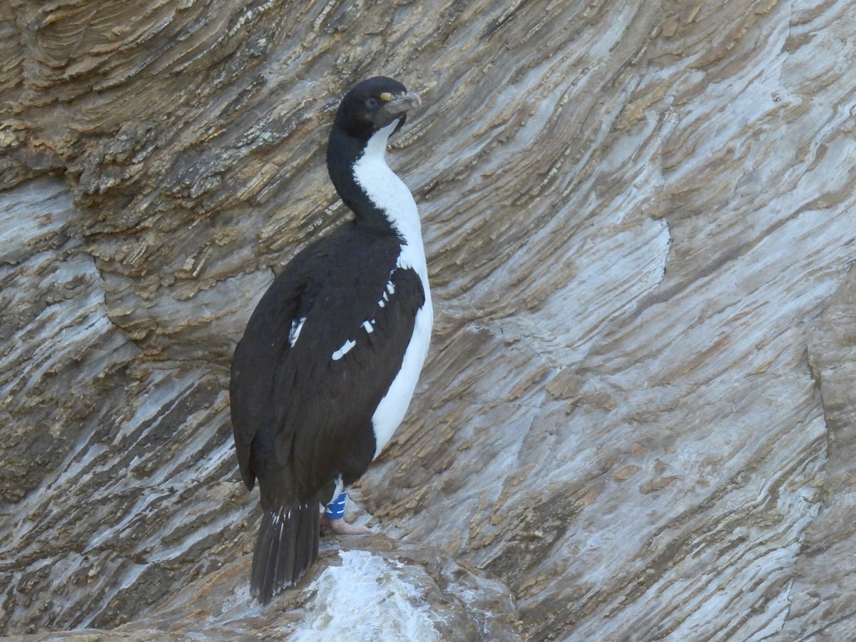 New Zealand King Shag - ML639792597