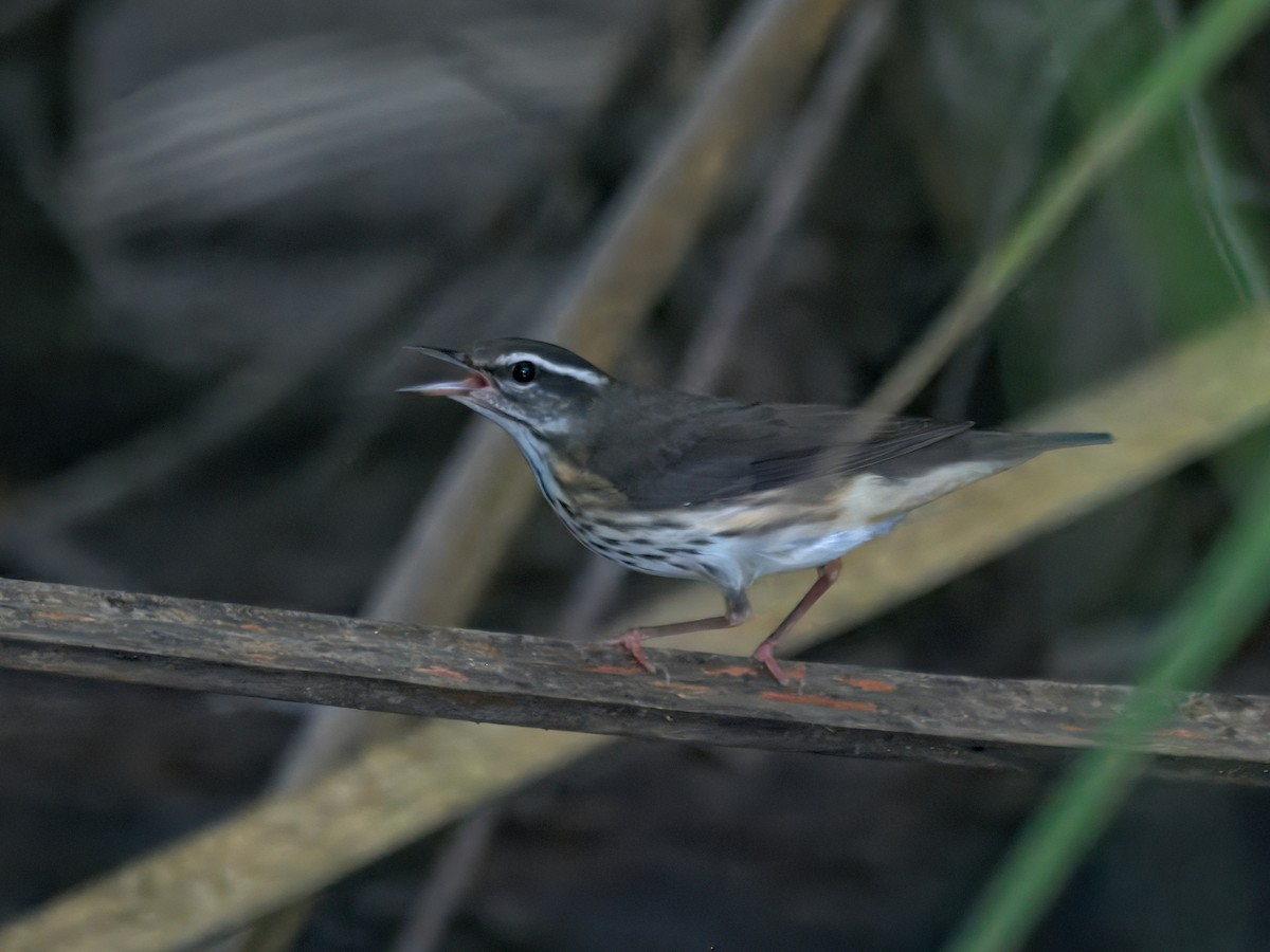 Louisiana Waterthrush - ML639792610