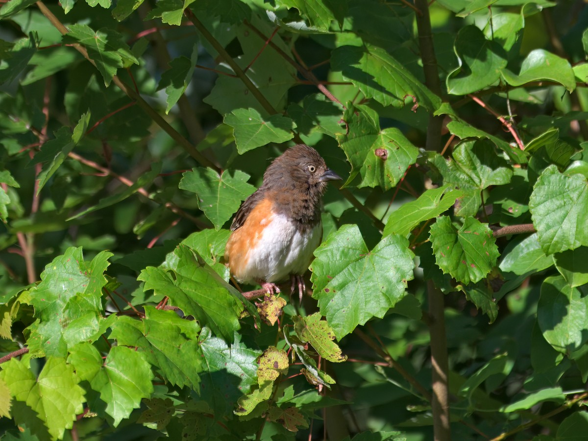 Eastern Towhee - ML639792635