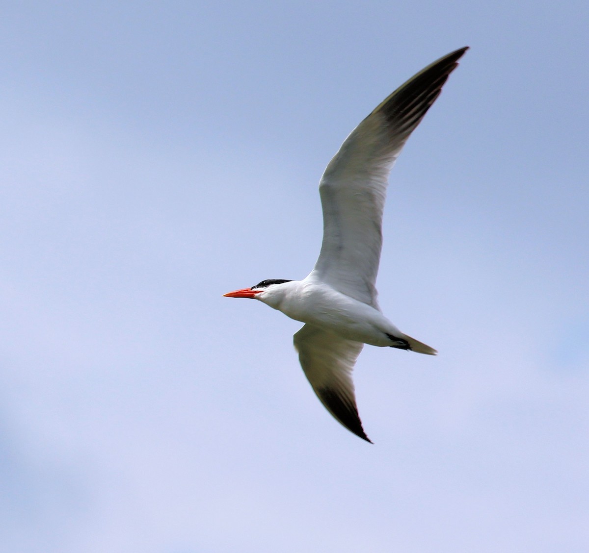 Caspian Tern - ML639792653
