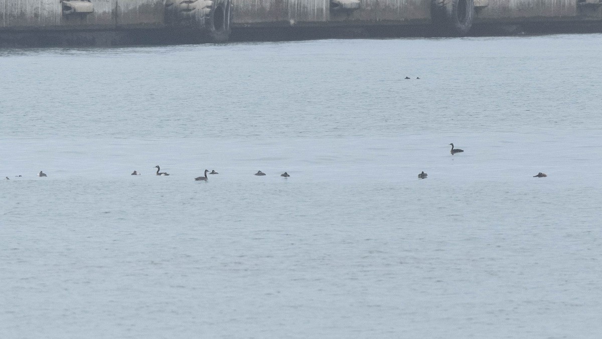 Great Grebe - ML639792672