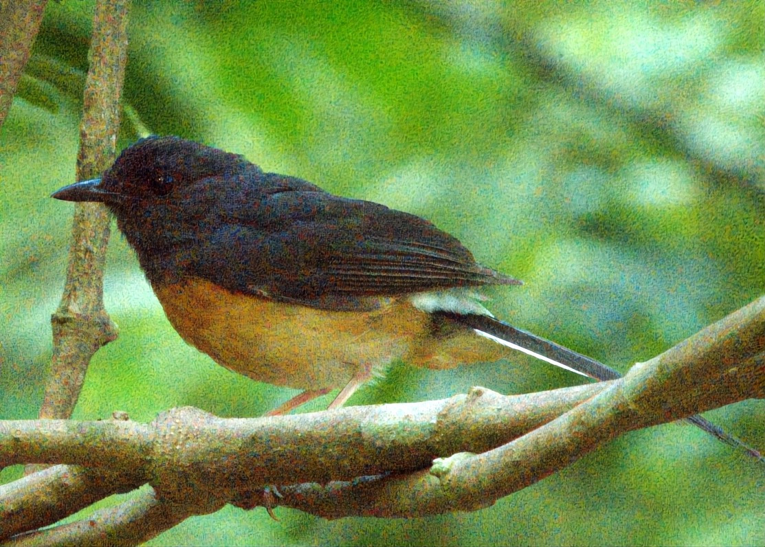 White-rumped Shama (White-rumped) - ML639793020