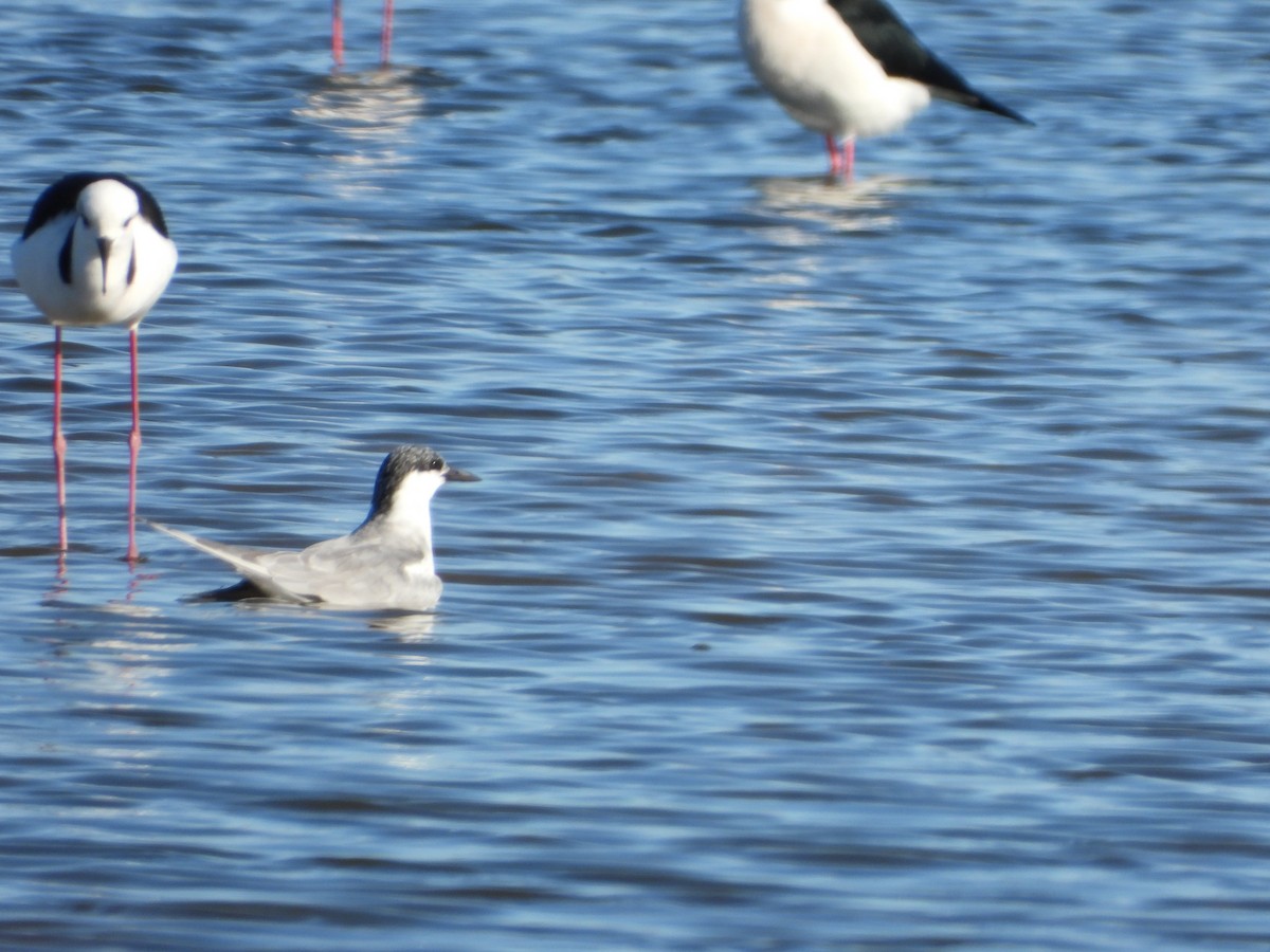 Whiskered Tern - ML639793069