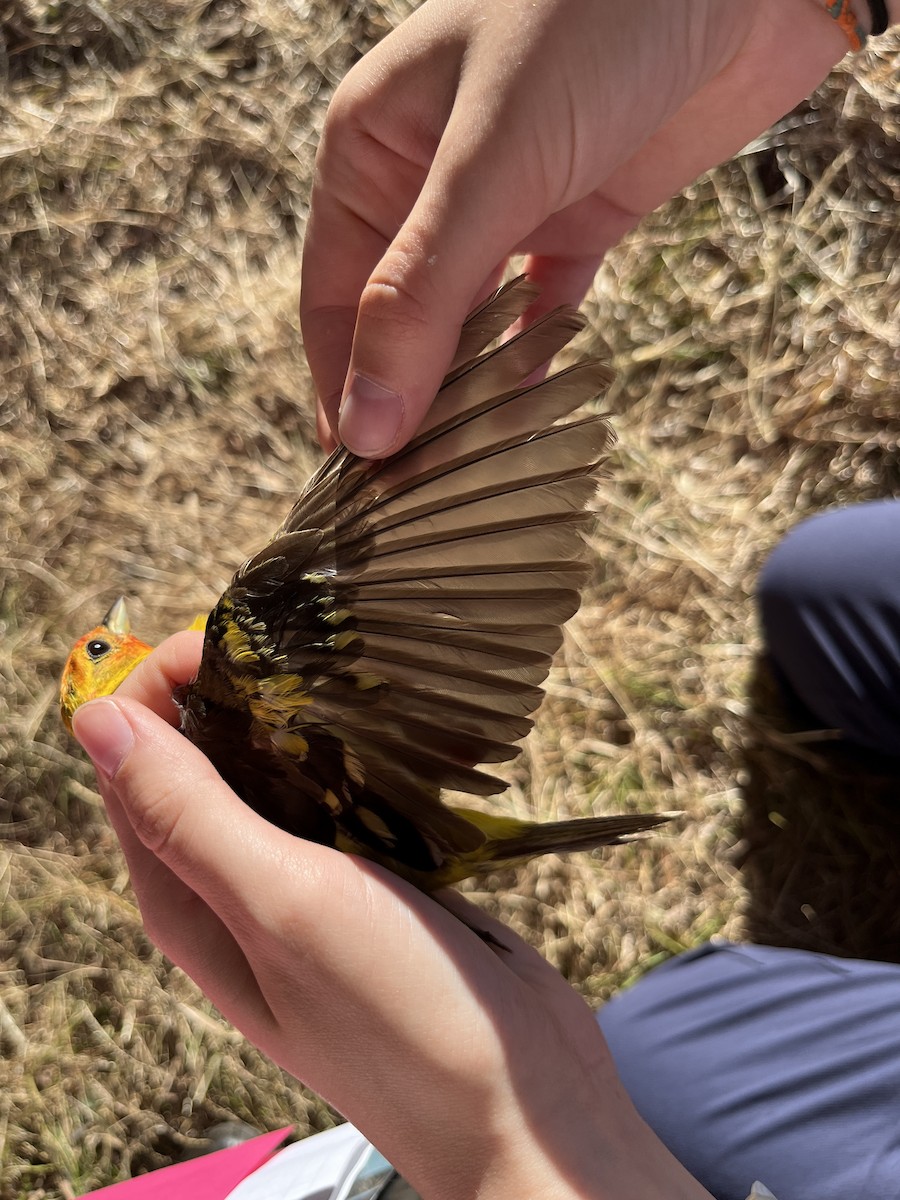 Western Tanager - ML639793101