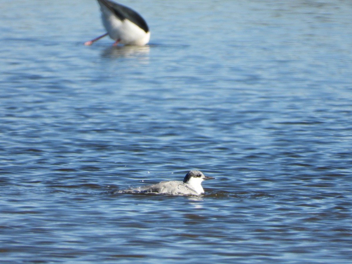 Whiskered Tern - ML639793102