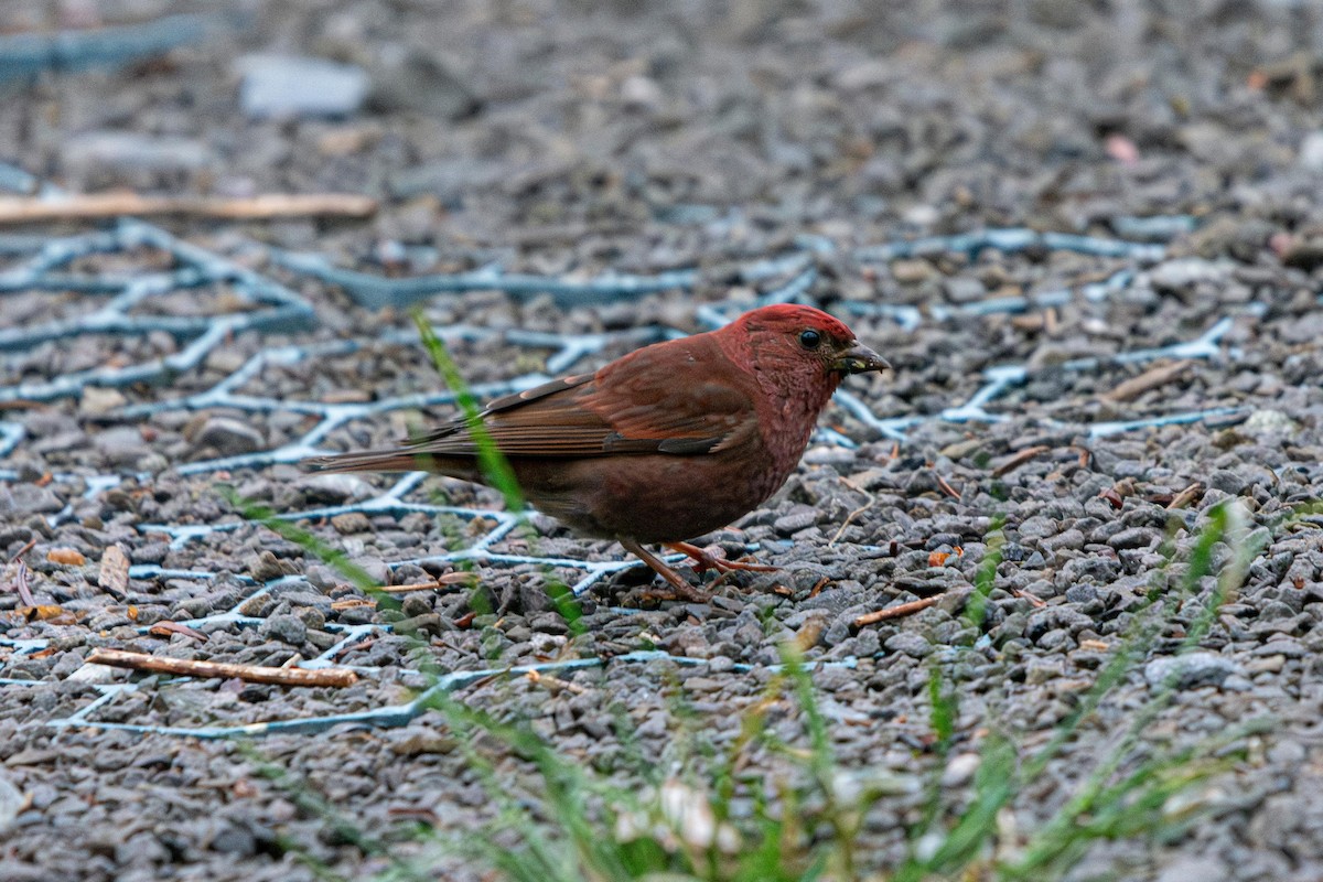 Blanford's Rosefinch - ML639793108