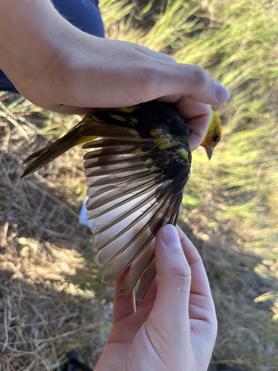 Western Tanager - ML639793110