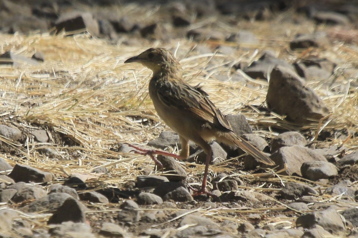 Red-winged Lark - ML639793129