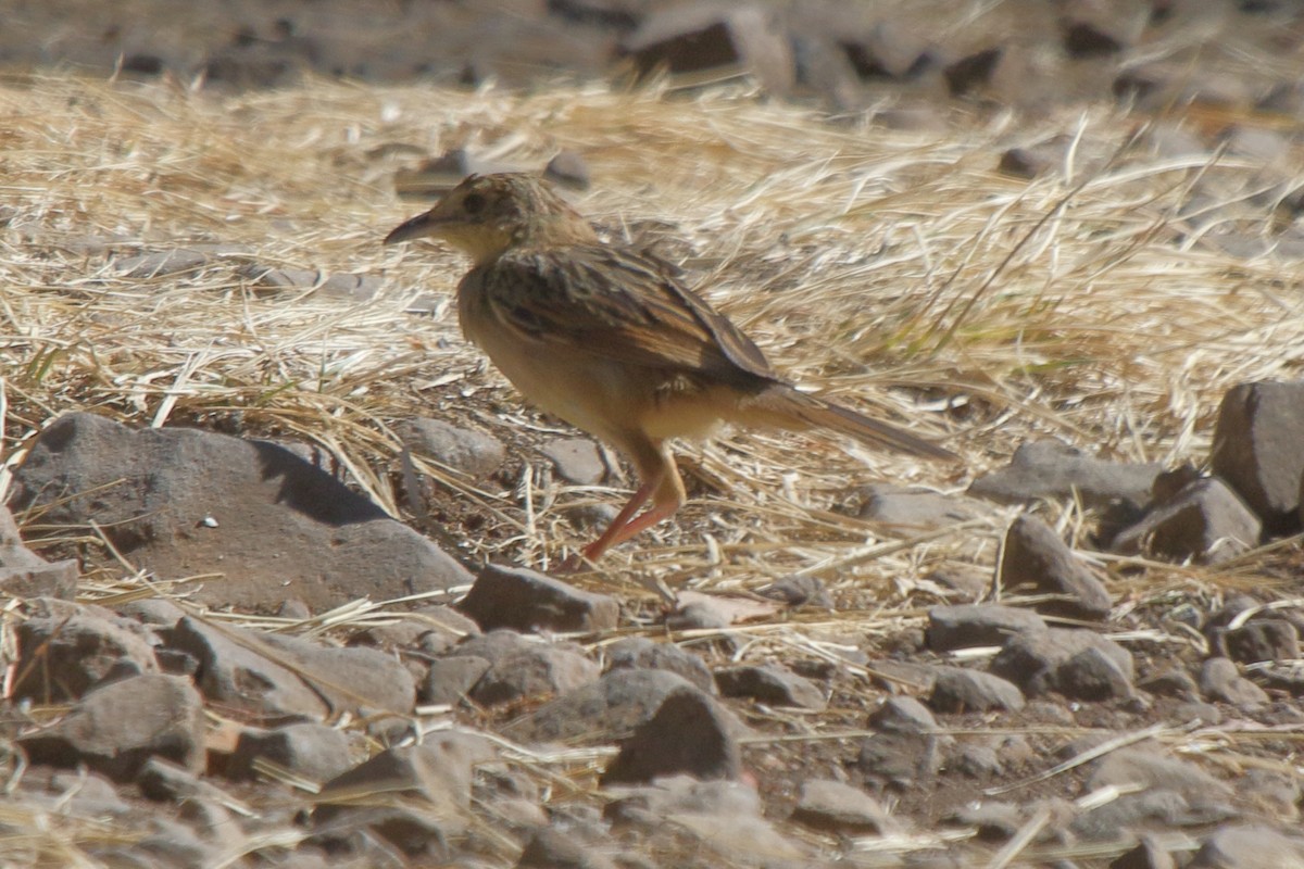 Red-winged Lark - ML639793131