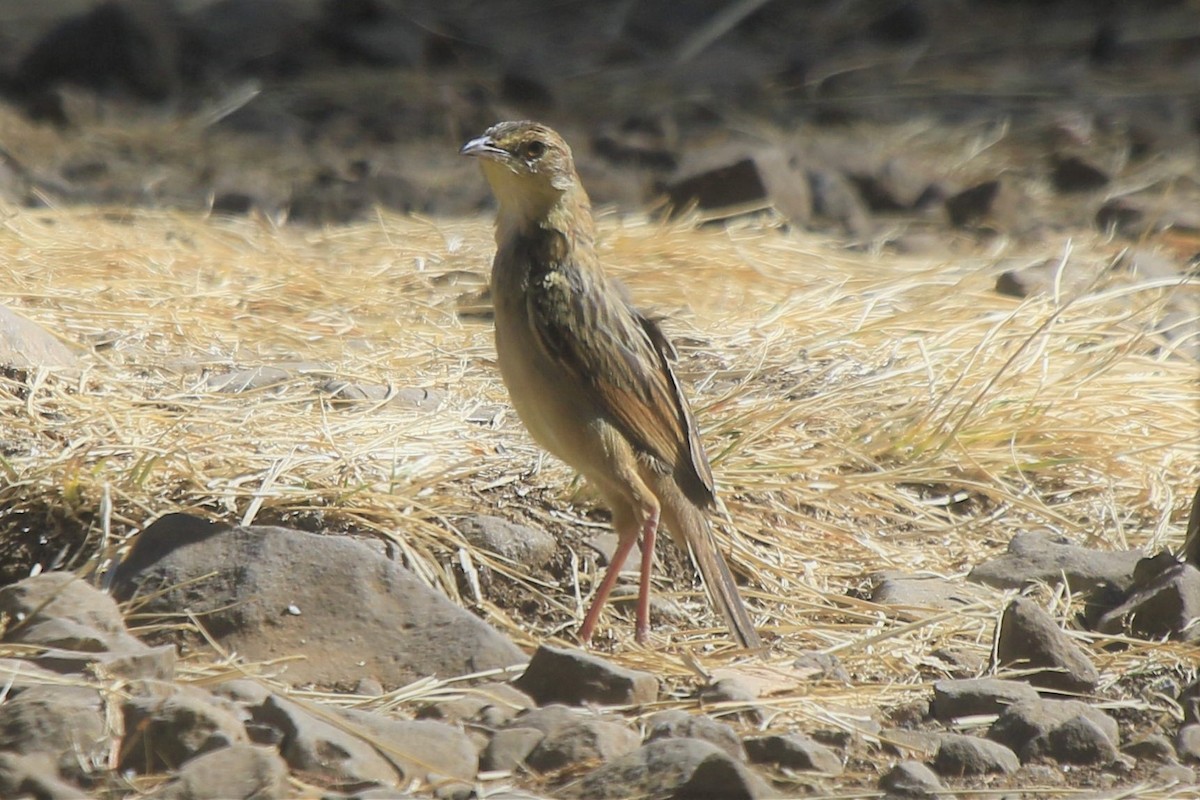 Red-winged Lark - ML639793136