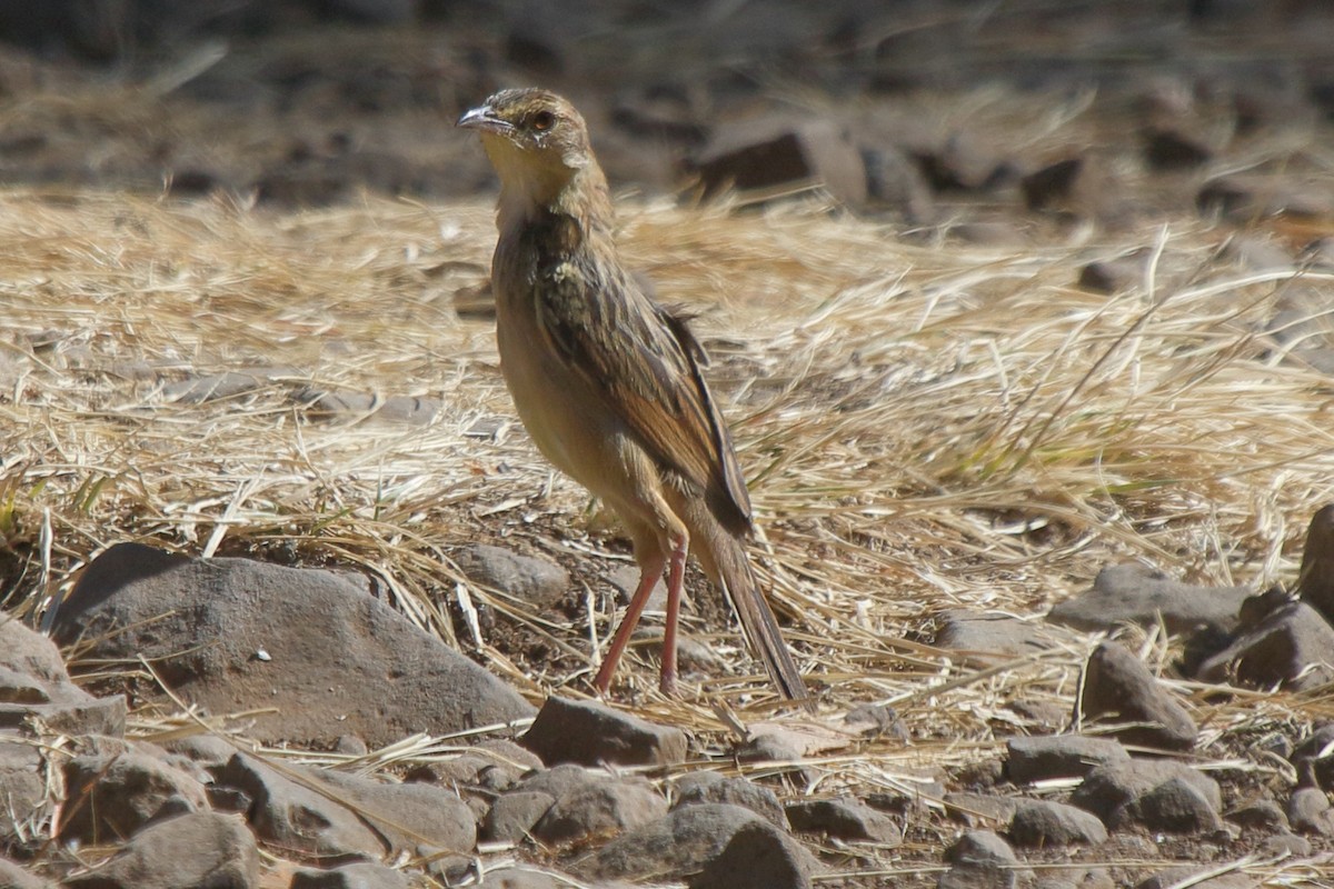 Red-winged Lark - ML639793140