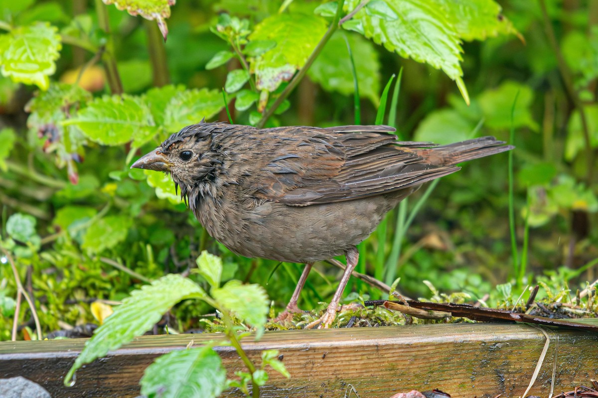 Blanford's Rosefinch - ML639793213