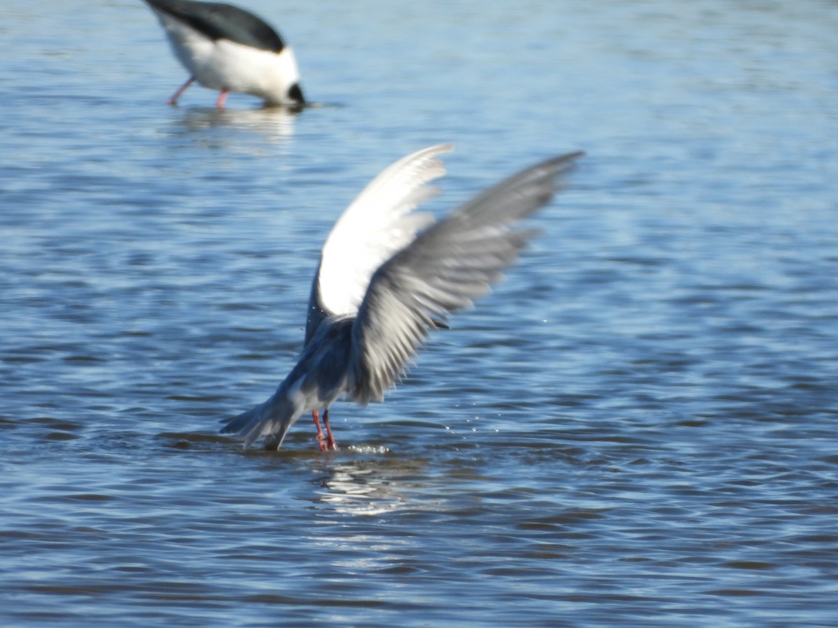 Whiskered Tern - ML639793249