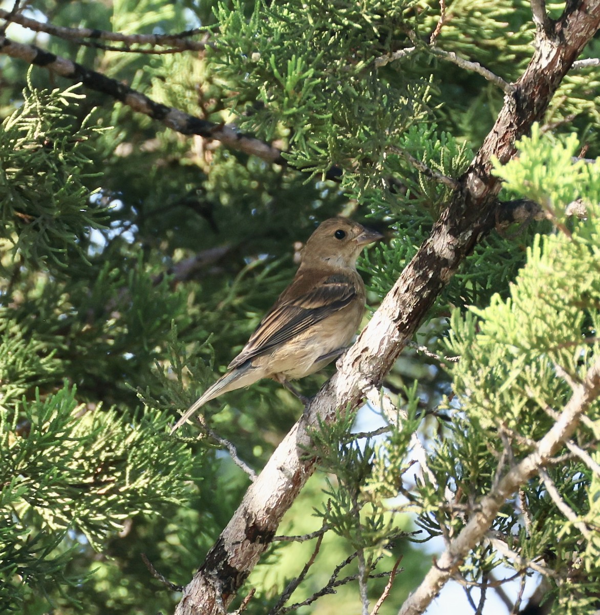 Indigo Bunting - ML639793277