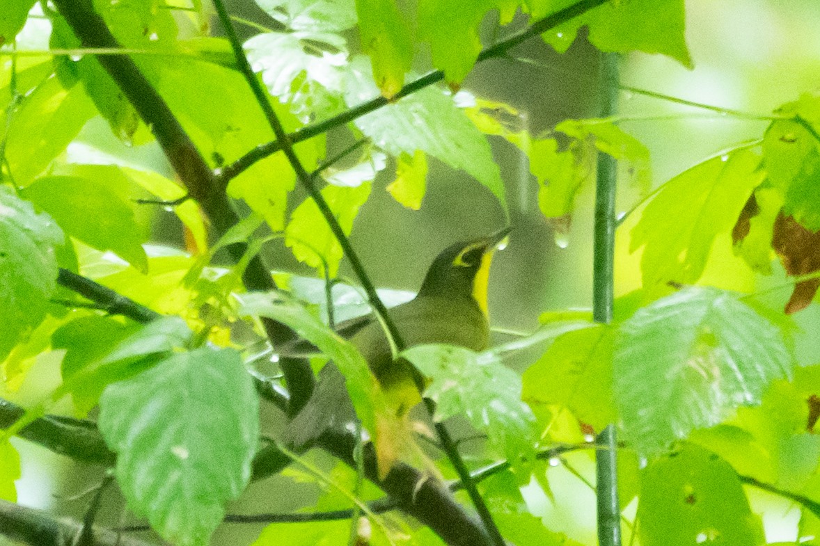 Kentucky Warbler - ML639793290
