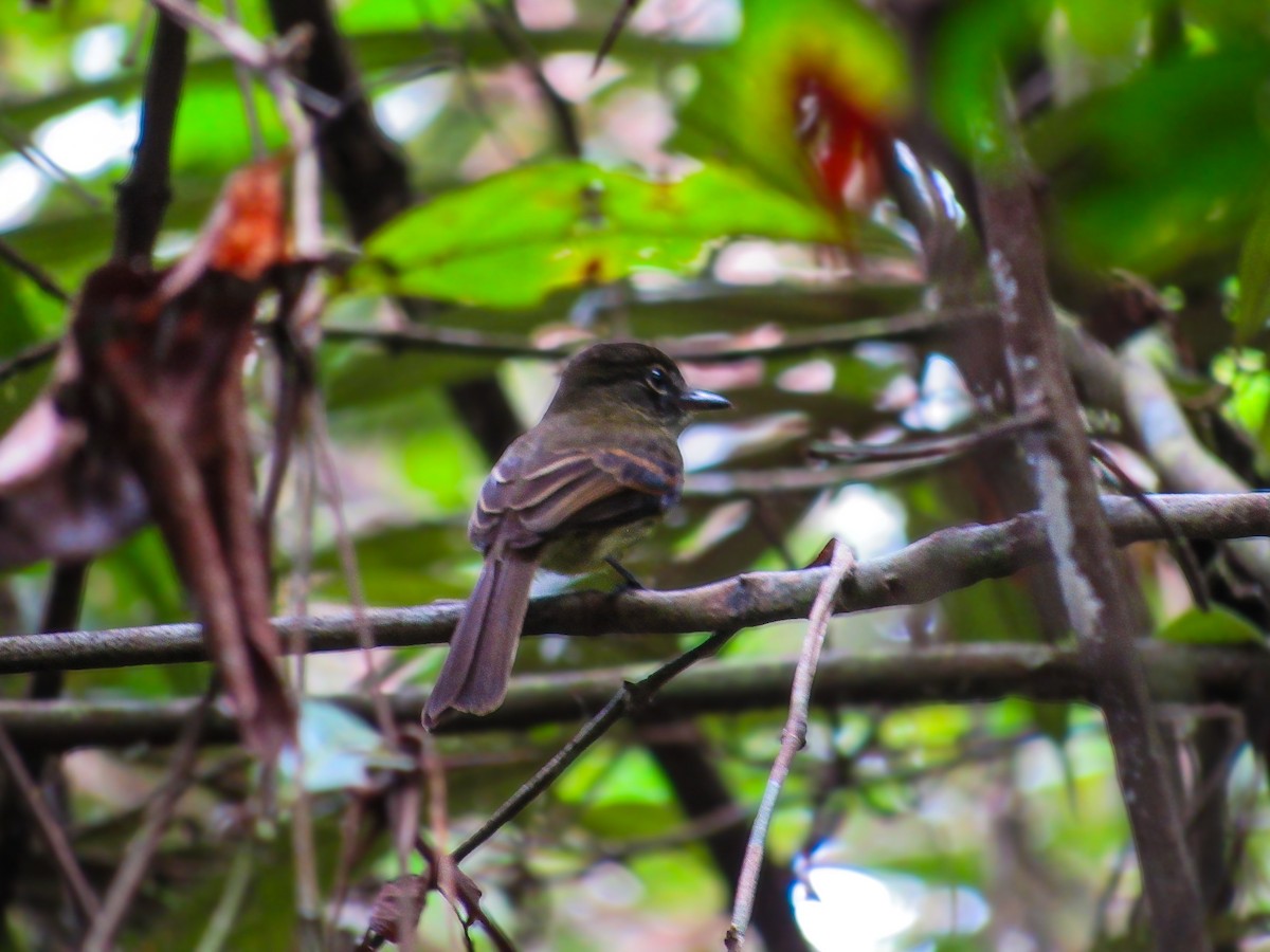 Dusky-tailed Flatbill - ML639793295