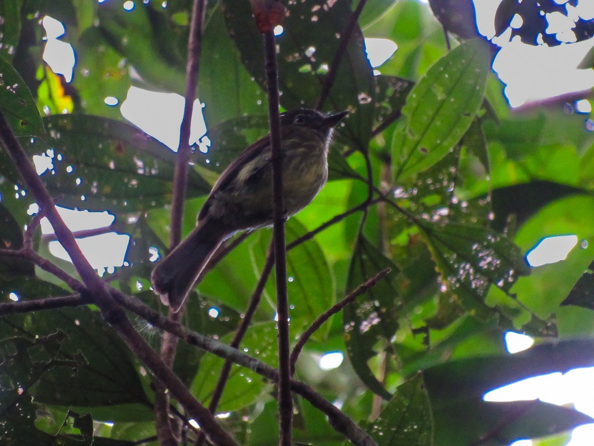 Dusky-tailed Flatbill - ML639793296