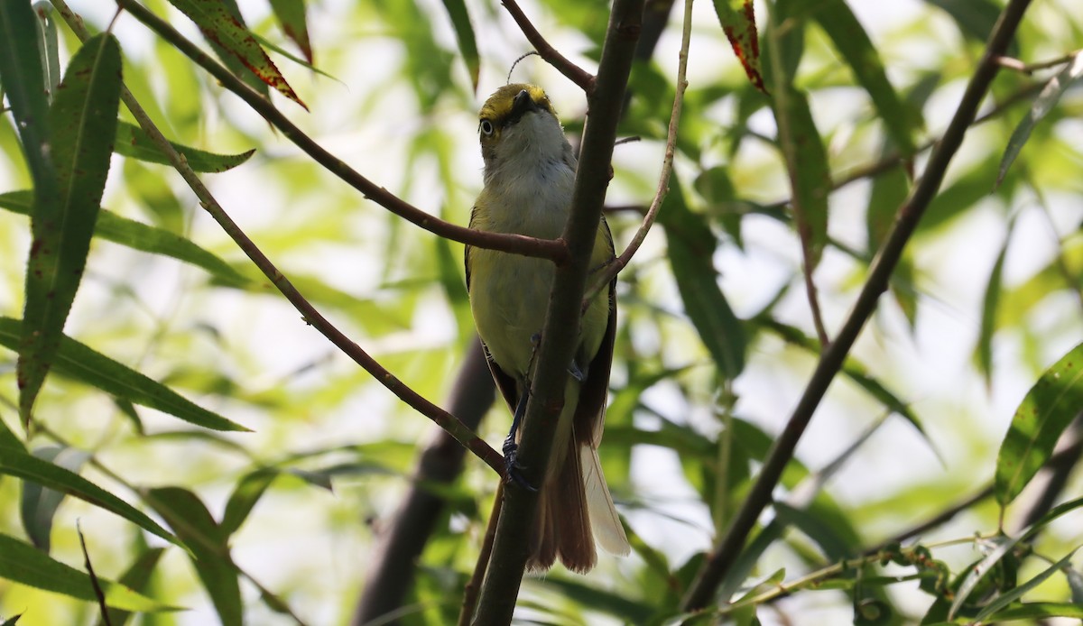 White-eyed Vireo - ML639793314