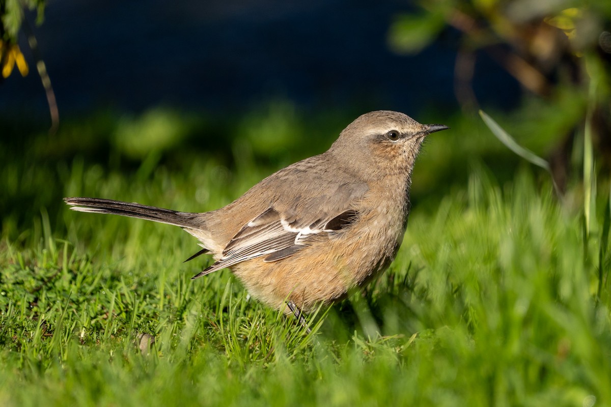 Patagonian Mockingbird - ML639793324