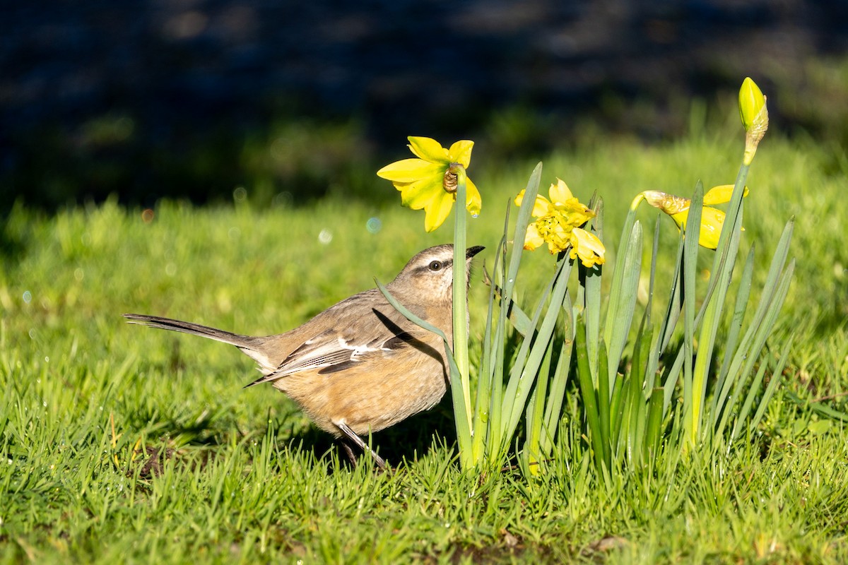 Patagonian Mockingbird - ML639793325