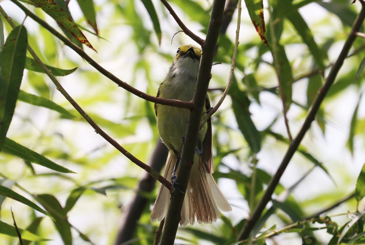 White-eyed Vireo - ML639793331