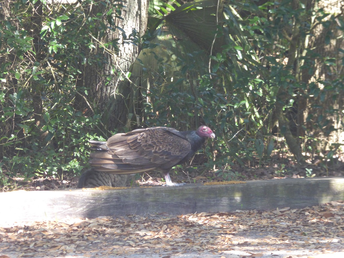Turkey Vulture - ML639793332