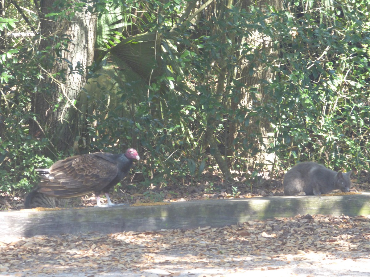 Turkey Vulture - ML639793333