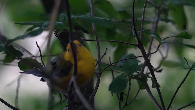 Prothonotary Warbler - ML639793454
