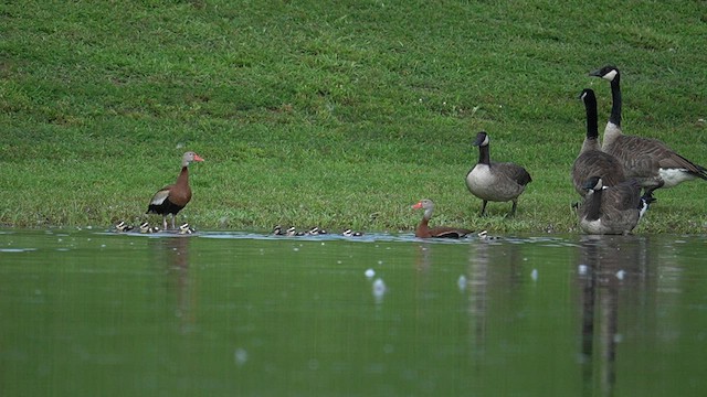Black-bellied Whistling-Duck - ML639793476
