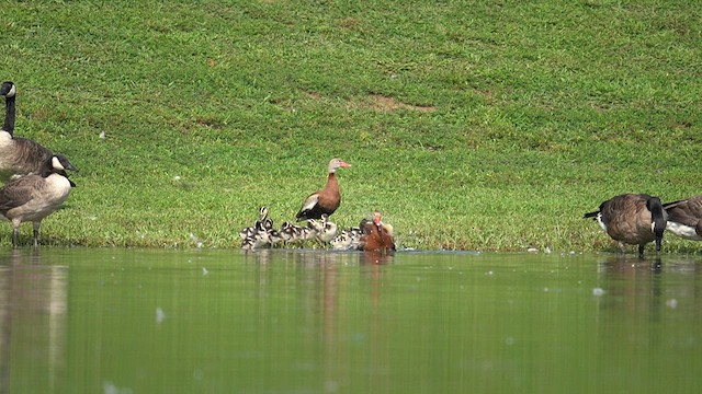 Black-bellied Whistling-Duck - ML639793497