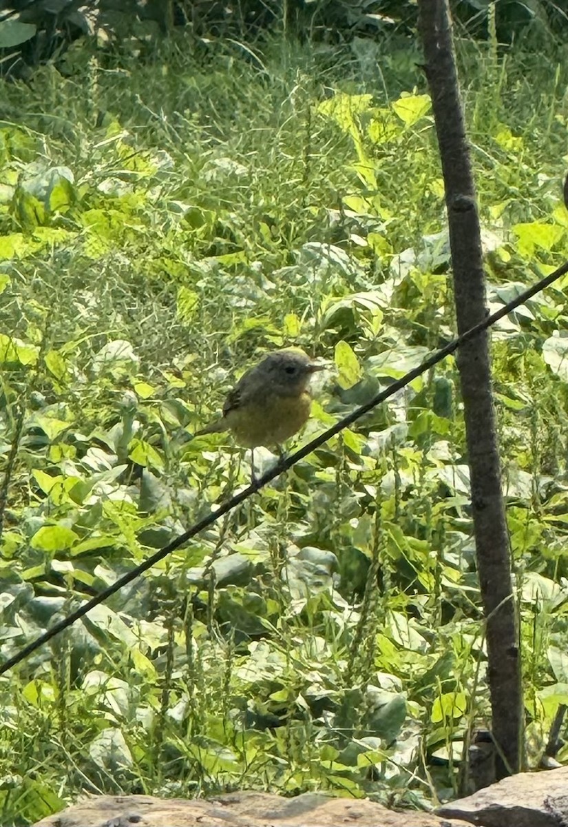 Nashville Warbler - ML639793508