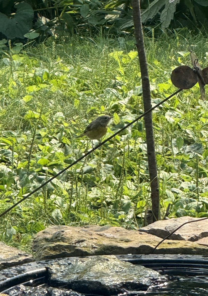 Nashville Warbler - ML639793515