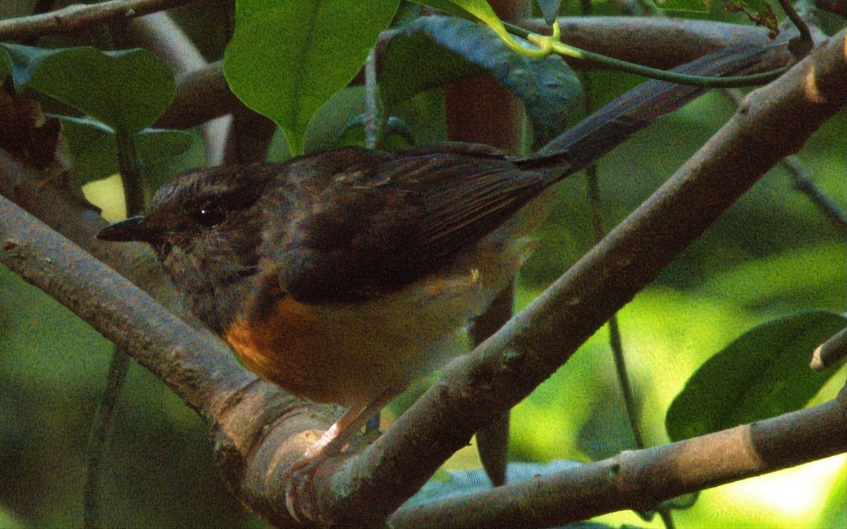 White-rumped Shama (White-rumped) - ML639793528