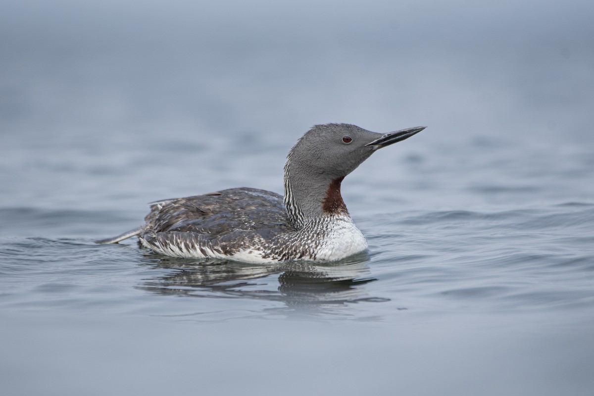 Red-throated Loon - ML639793572