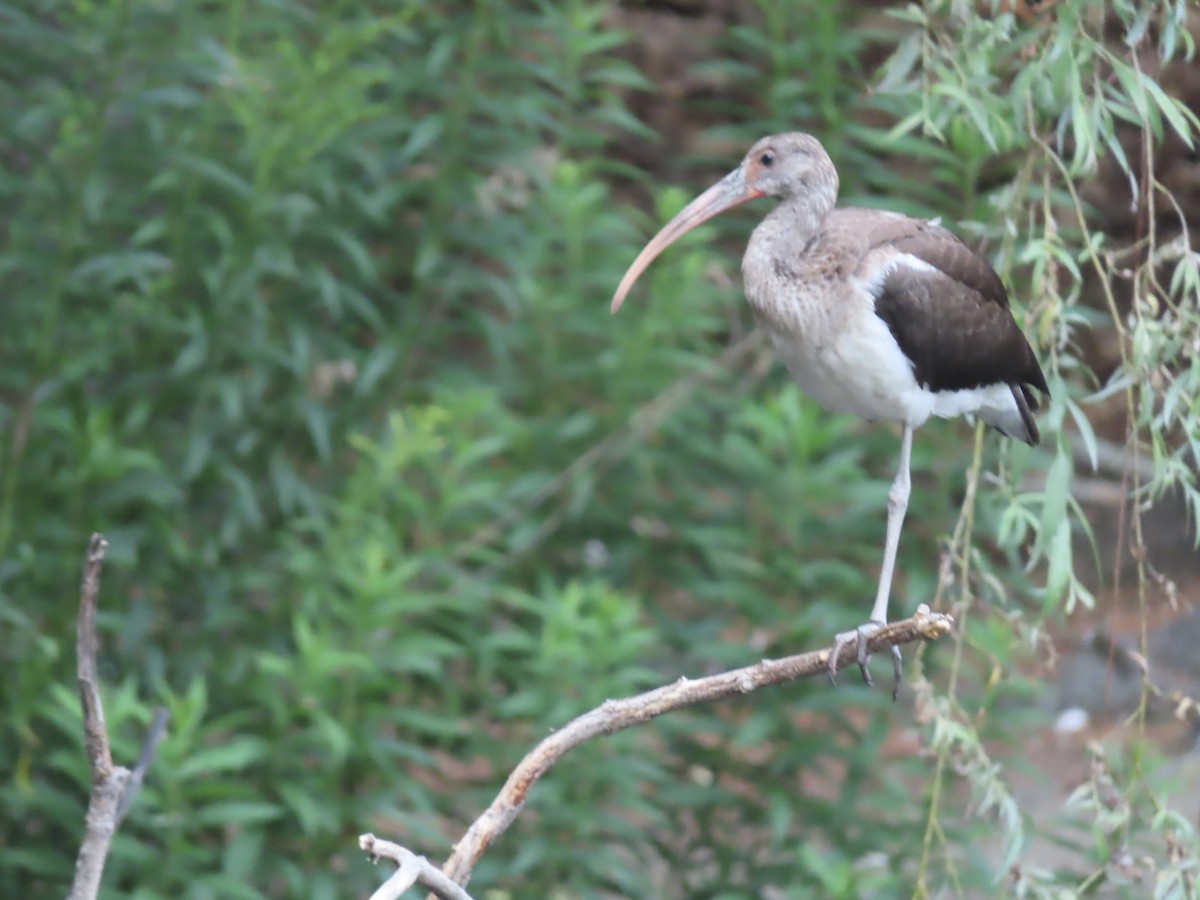 White Ibis - ML639793598