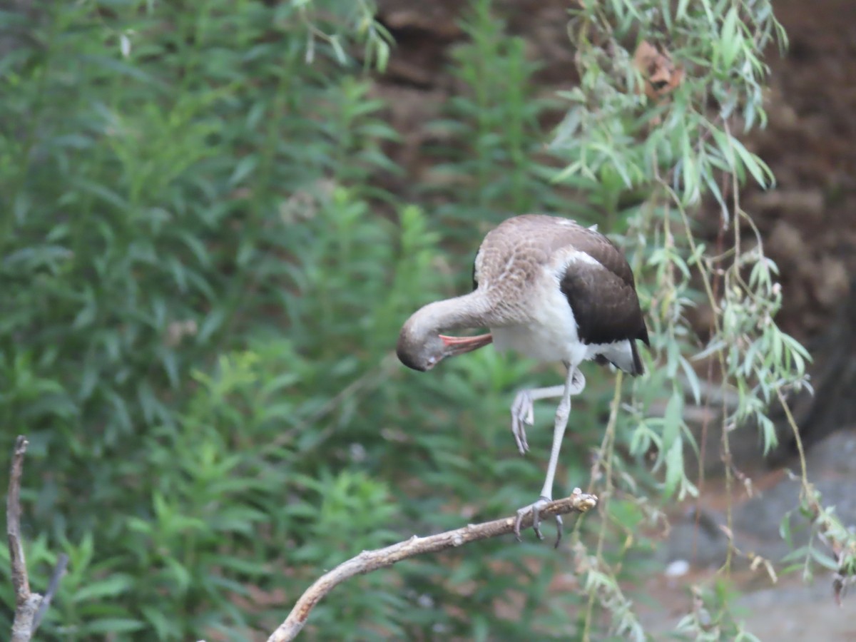 White Ibis - ML639793599